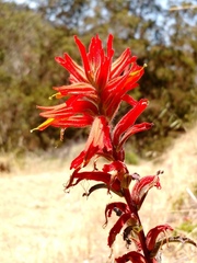 Castilleja subinclusa