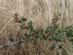 Ceanothus maritimus