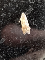 Olethreutinae