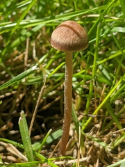 Panaeolus cinctulus