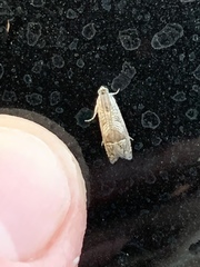 Olethreutinae