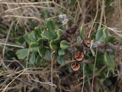 Ceanothus maritimus