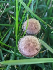 Panaeolus cinctulus
