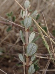 Ceanothus maritimus
