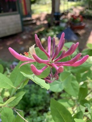Lonicera sempervirens