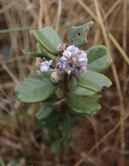 Ceanothus maritimus