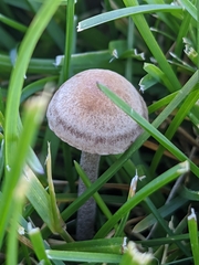 Panaeolus cinctulus