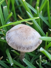 Panaeolus cinctulus