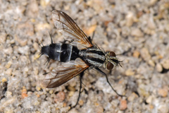 Vanderwulpia sequens