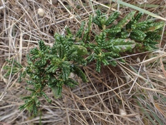 Ceanothus hearstiorum