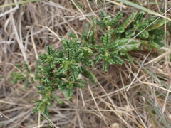 Ceanothus hearstiorum