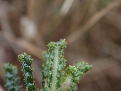Ceanothus hearstiorum