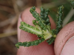 Ceanothus hearstiorum