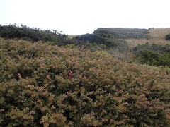 Arctostaphylos cruzensis