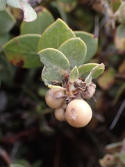 Arctostaphylos cruzensis