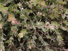 Arctostaphylos cruzensis