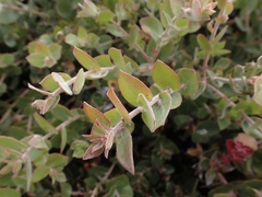 Arctostaphylos cruzensis