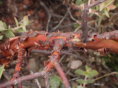 Arctostaphylos cruzensis