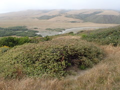 Arctostaphylos cruzensis