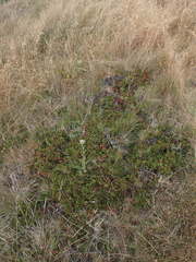 Arctostaphylos hookeri hearstiorum