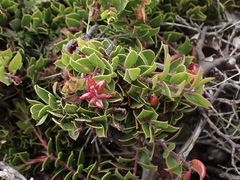 Arctostaphylos hookeri hearstiorum