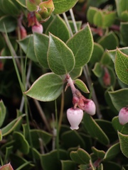Arctostaphylos hookeri hearstiorum