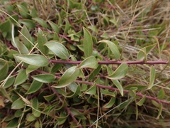 Arctostaphylos hookeri hearstiorum