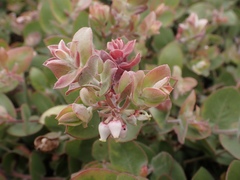 Arctostaphylos cruzensis