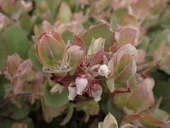 Arctostaphylos cruzensis