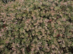 Arctostaphylos cruzensis
