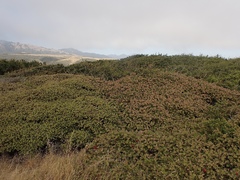 Arctostaphylos cruzensis