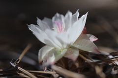 Lewisia rediviva