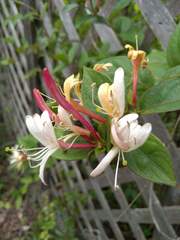 Lonicera caprifolium