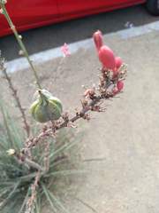Hesperaloe parviflora