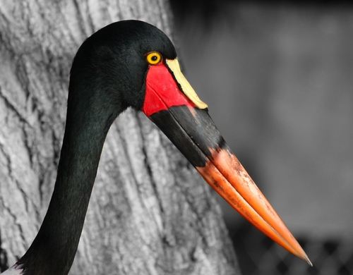 Saddle-billed Stork