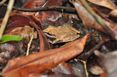 Pristimantis ramagii