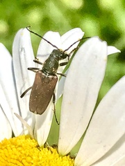 Anastrangalia sanguinea