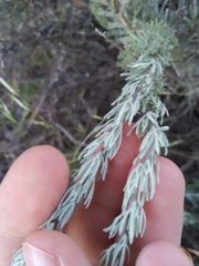 Artemisia rigida
