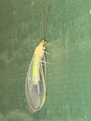 Leucochrysa insularis
