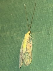 Leucochrysa insularis