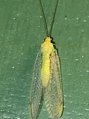 Leucochrysa insularis