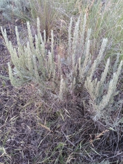 Artemisia rigida