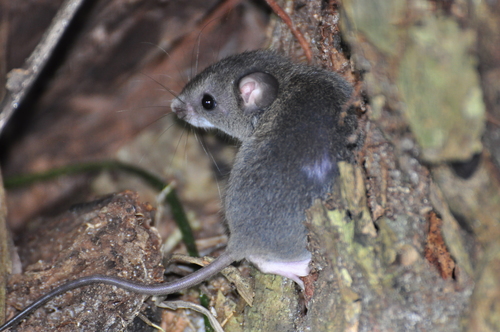 sowbug rice rat (Hylaeamys oniscus) — Near Threatened Mammalia