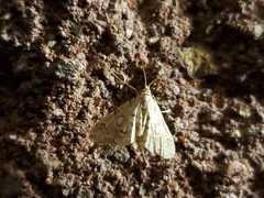 Elophila icciusalis