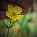 Multi-flowered Buttercup - Photo (c) Alexander Dubynin, some rights reserved (CC BY-NC), uploaded by Alexander Dubynin