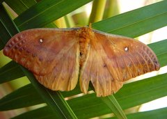 Syntherata melvilla