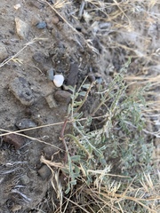 Astragalus speirocarpus