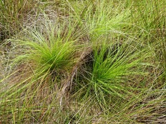 Bulbostylis paradoxa