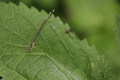 Enallagma vesperum