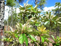 Clethra occidentalis